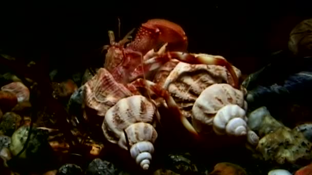 Рак-відлюдник тягне оболонки під водою, в пошуках їжі біле море. — стокове відео