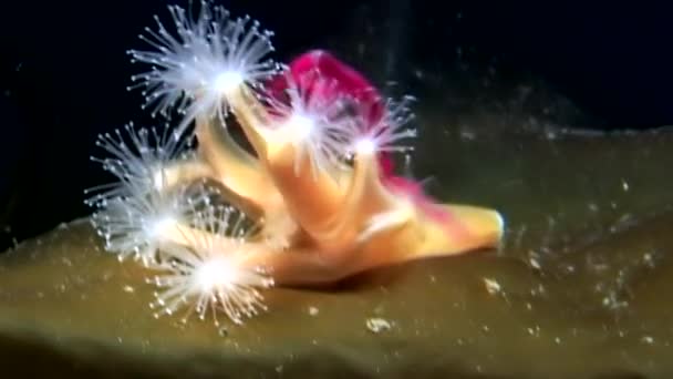 Lucernaria quadricornis captura y come Caprella bajo el agua en el Mar Blanco — Vídeo de stock