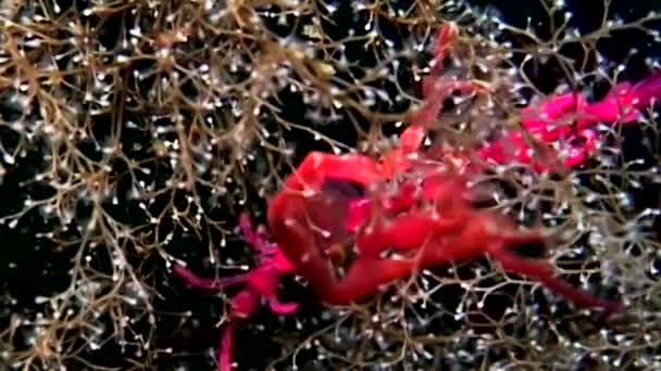 Caprellidae bajo el agua en el fondo marino del Mar Blanco . — Vídeos de Stock