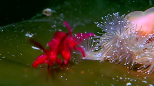 Lucernaria quadricornis yakalar ve Caprella su altında beyaz deniz yiyor — Stok video