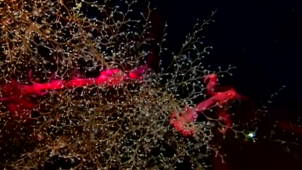 Капреллиды под водой на дне Белого моря . — стоковое видео