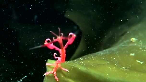 Caprellidae bajo el agua en el fondo marino del Mar Blanco . — Vídeo de stock