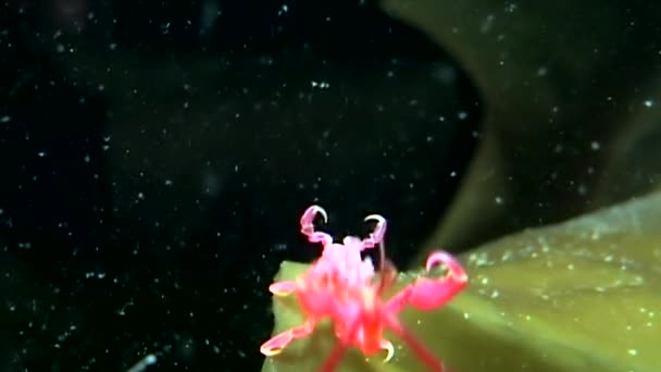 Caprellidae onderwater op de zeebodem van de Witte Zee. — Stockvideo