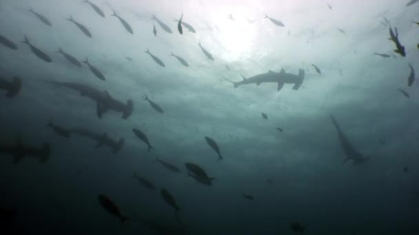 Widok z dołu z Hammerhead shark pod wodą w ocean Galapagos. — Wideo stockowe
