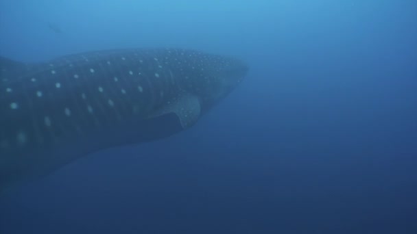 Žralok velrybí pod vodou laguny oceánu Galapágy. — Stock video
