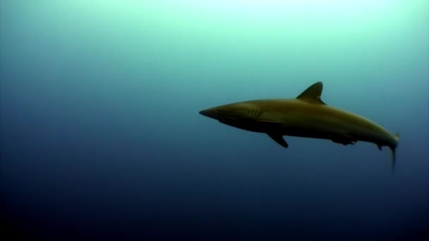 Un requin dans une eau calme bleue monophonique vide . — Video