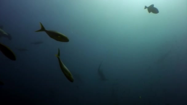 Skupina Žralok kladivoun v hejno ryb pod vodou laguny oceánu Galapágy. — Stock video