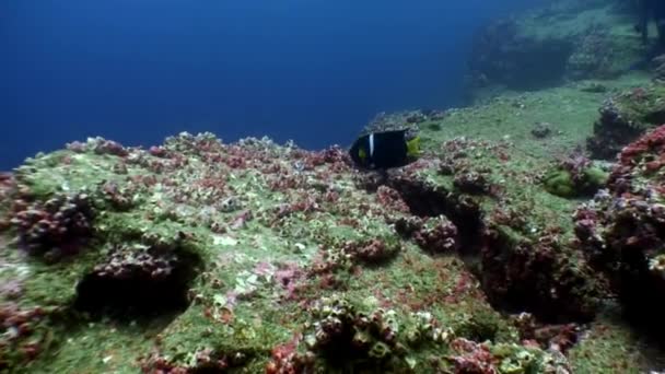 Divers on the background of fish underwater lagoon of ocean on Galapagos. — Stock Video