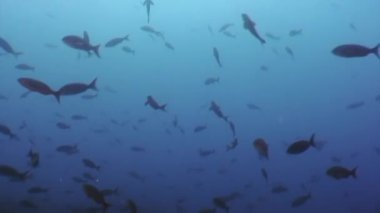 Balık Galapagos üzerinde okyanusun sualtı lagün shoal.