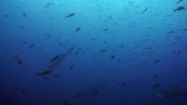 Balık balık sualtı lagün Galapagos okyanusun içinde çekiç köpekbalığı.