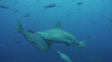 Balık balık sualtı lagün Galapagos okyanusun içinde çekiç köpekbalığı.