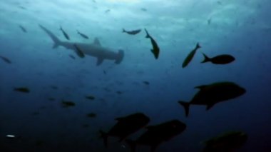 Balık balık sualtı lagün Galapagos okyanusun içinde çekiç köpekbalığı.