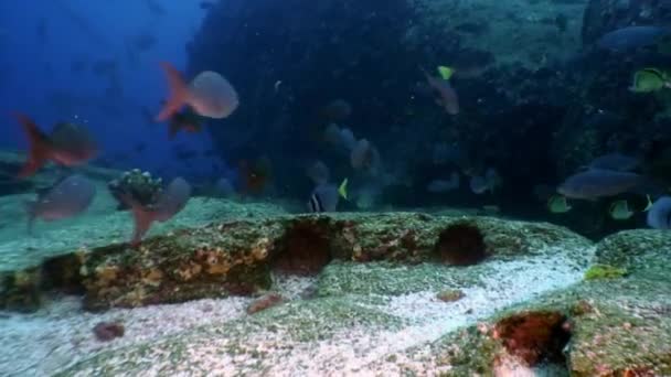 Banc de poissons sur fond bleu d'eau dans l'océan sur les Galapagos . — Video
