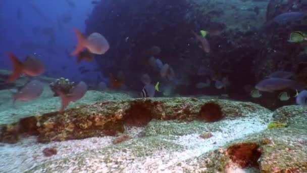Fisk shoal på en blå bakgrund av vatten i havet på Galapagos. — Stockvideo