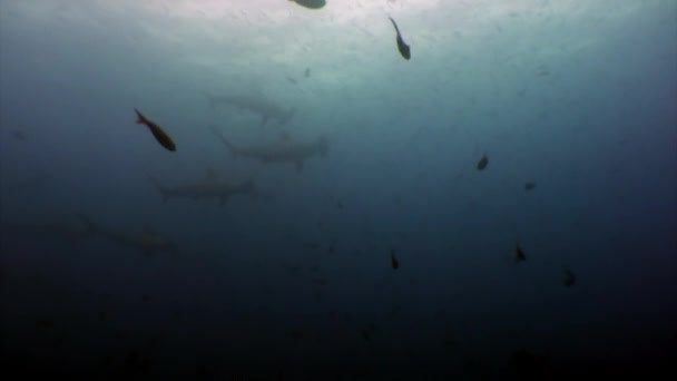 Gruppe von Hammerhaien in Fischschwärmen Unterwasserlagune von Ozean-Galapagos. — Stockvideo