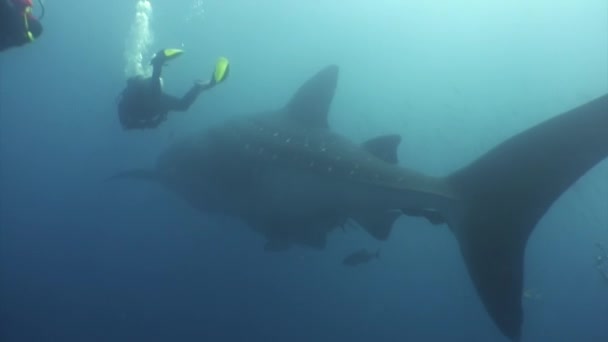 Two diver swimming near a whale shark underwater lagoon of ocean Galapagos. — Stock Video