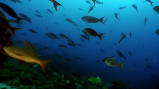Fish shoal angel butterfly underwater lagoon of ocean on Galapagos. — Stock Video