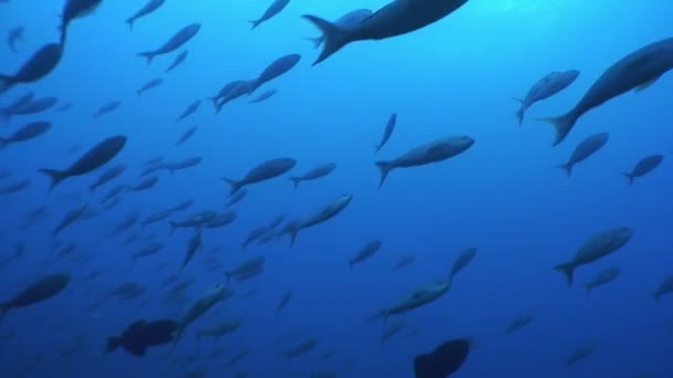 Ikan kawanan pada latar belakang biru air di laut di Galapagos . — Stok Video