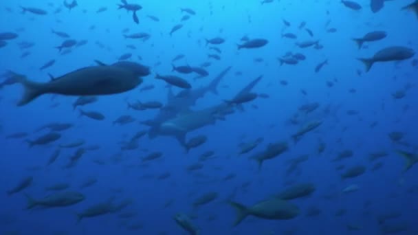 Groep van Hammerhead haai in shoal vis onderwater lagune van Oceaan Galapagos. — Stockvideo