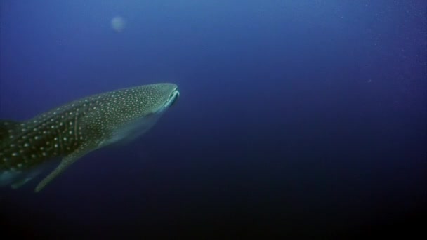 Καρχαρία φάλαινα υποβρύχια λιμνοθάλασσα του ωκεανού Γκαλαπάγκος. — Αρχείο Βίντεο