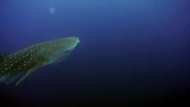 Whale shark undervattens lagunen i ocean Galapagos. — Stockvideo