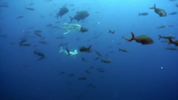 Hammerhead shark in shoal fish underwater lagoon of ocean Galapagos. — Stock Video