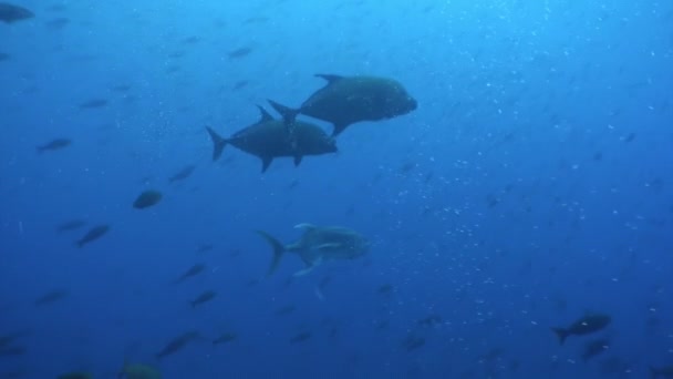 Hejno ryb na modrém pozadí vody v oceánu na Galapágy. — Stock video