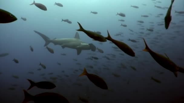 Hammerhai in Fischschwärmen in Unterwasserlagune von Ozean-Galapagos. — Stockvideo