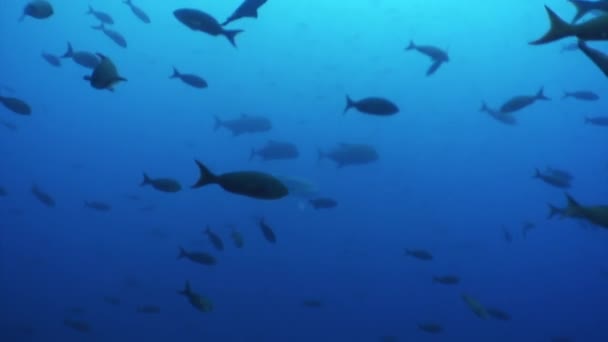 Shoal van de vis op een blauwe achtergrond van water in de Oceaan op de Galapagos. — Stockvideo