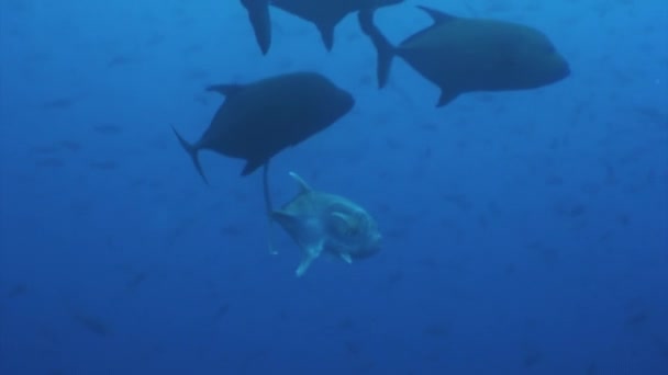 Fish shoal on a blue background of water in ocean on Galapagos. — Stock Video