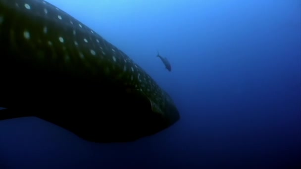 Walhai unter Wasser Lagune von Ozean Galapagos. — Stockvideo