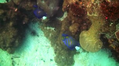 Galapagos okyanusta balık melek kelebek sualtı lagoon.