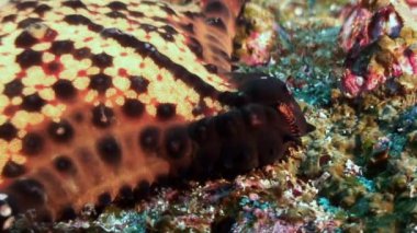 Benekli deniz yıldızı oynanmaz sualtı aseabed farklı renkleri okyanusun üzerinde.