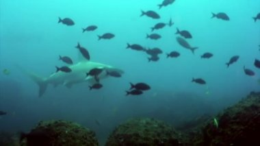 Balık balık sualtı lagün Galapagos okyanusun içinde çekiç köpekbalığı.