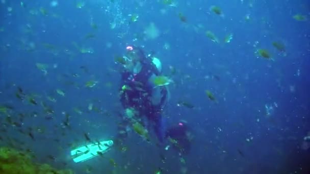 Dykare på bakgrunden av fisk under vattnet lagunen i hav på Galapagos. — Stockvideo