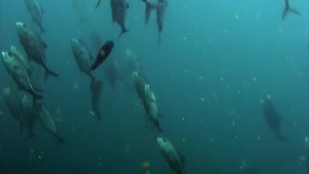 Atum Peixe cardumes em um fundo azul de água no oceano em Galápagos . — Vídeo de Stock