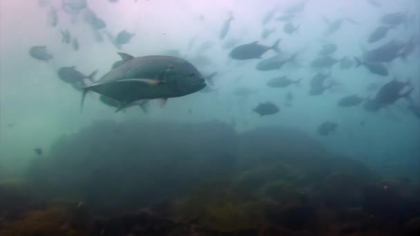 Tonfisk shoal på en blå bakgrund av vatten i havet på Galapagos. — Stockvideo