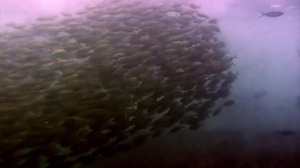 Ψάρια ύφαλος υποβρύχια λιμνοθάλασσα του ωκεανού στο Γκαλαπάγκος. — Αρχείο Βίντεο