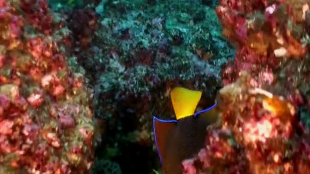 Fisk angel butterfly undervattens lagunen i hav på Galapagos. — Stockvideo