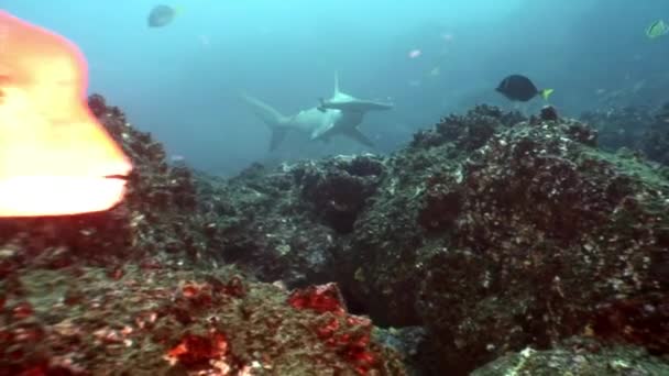 ガラパゴスの海洋のシュモクザメ サメ水中 青い海の熱帯の自然世界の驚くべき人生 スキューバ ダイビングや危険な極端な観光 — ストック動画