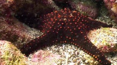 Deniz yıldızı oynanmaz sualtı lagün üzerinde Galapagos okyanusun.