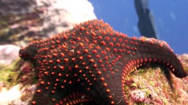 Deniz yıldızı oynanmaz sualtı lagün üzerinde Galapagos okyanusun.