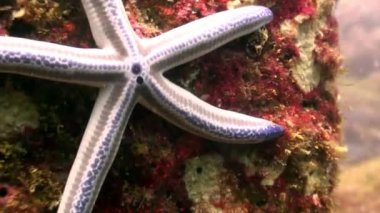 Deniz yıldızı oynanmaz sualtı lagün üzerinde Galapagos okyanusun.