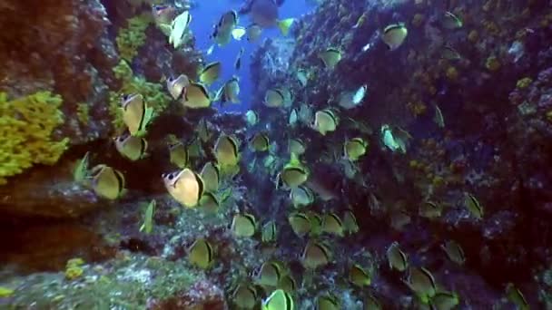 Fisk shoal gul angel butterfly undervattens lagunen i hav på Galapagos. — Stockvideo