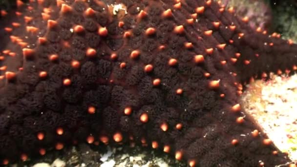 Starfish five-finger underwater lagoon of ocean on Galapagos. — Stock Video