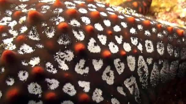 Морська зірка five-finger підводний лагуни океан на Галапагоських. — стокове відео