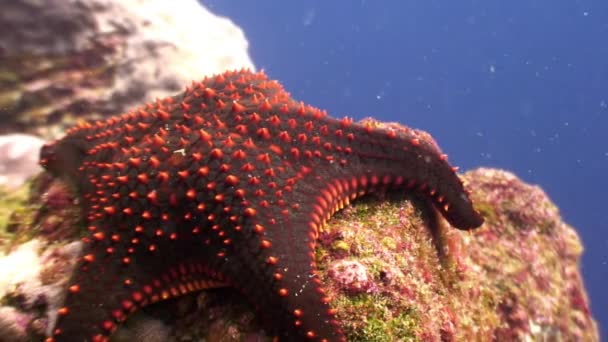 Laguna de estrellas de mar de cinco dedos bajo el agua en Galápagos . — Vídeos de Stock