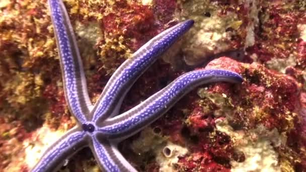 Lilac Starfish five-finger underwater lagoon of ocean on Galapagos. — Stock Video