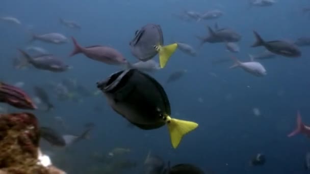 Cardumen Peces Sobre Fondo Azul Agua Océano Galápagos Increíble Vida — Vídeo de stock