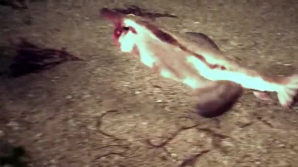 Fisk pipistrelle Ogcocephalus Darwini bat under vattnet på botten av havet. — Stockvideo